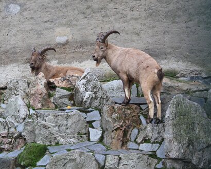 Frankfurt Zoo says goodbye to its West Caucasian turs: infection forces the group to be phased out