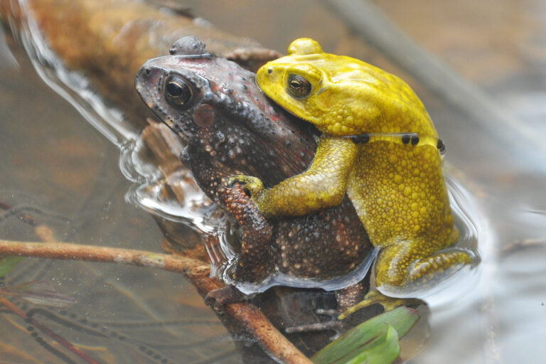 The toad turns yellow to avoid mistaken mating attempts: Vienna Zoo study wins international award