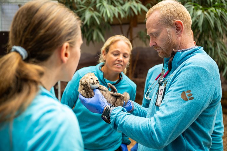 Prima visita per i quattro ghepardi di Kristiansand: una femmina e tre maschi