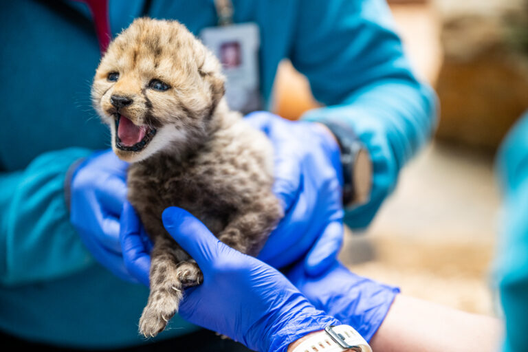 First health check for Kristiansand’s four cheetah cubs: one female and three males