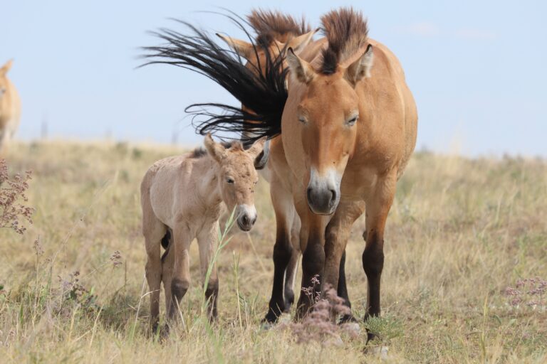 Primo cavallo di Przewalski nato nel Kazakhstan centrale dopo oltre 200 anni