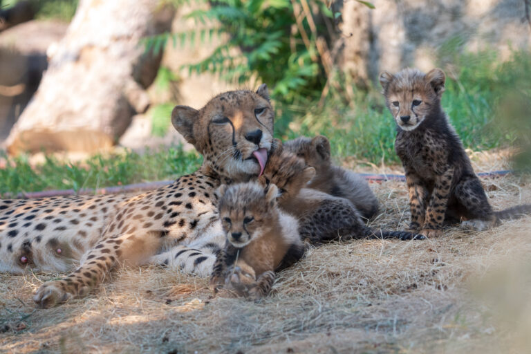 Basel Zoo introduces its six cheetah cubs: four males and two females