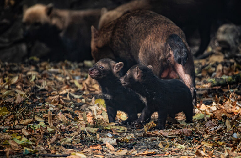 Five bush dog pups emerge from their den at Chester Zoo