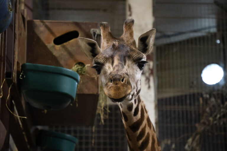 Giraffe Kali arrives at Pairi Daiza as part of European breeding programme