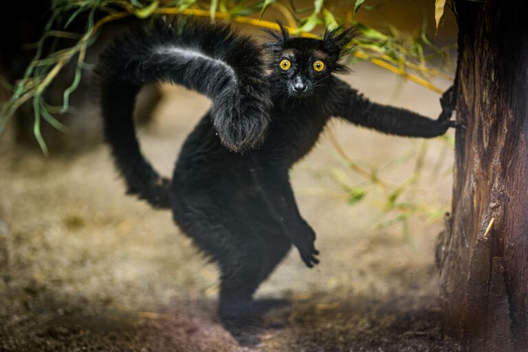 I lemuri neri tornano allo Zoo di Praga dopo dieci anni