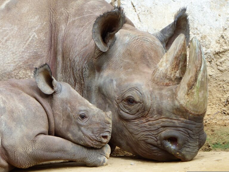 Rinoceronte bianco: dopo due anni di ripresa, la popolazione torna a diminuire